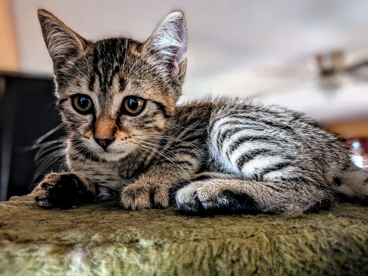 Zoe - Domestic Short Hair