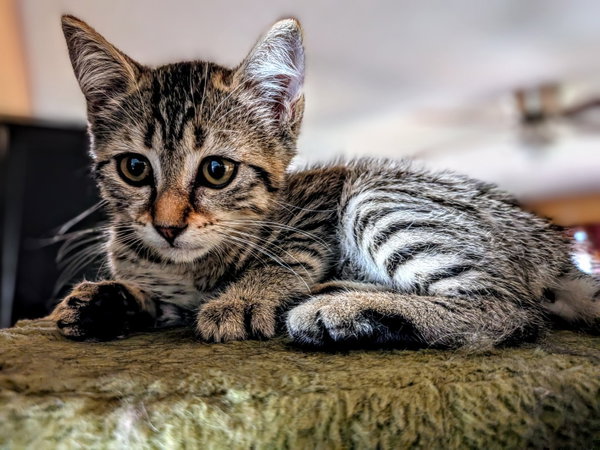 Zoe