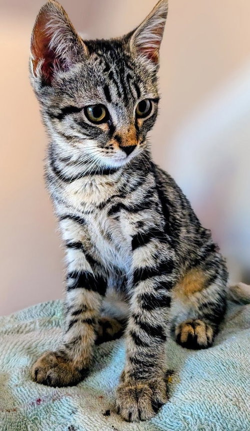 Tessi, Young Domestic Short Hair / Mixed (short coat), cat for adoption in Perris, California