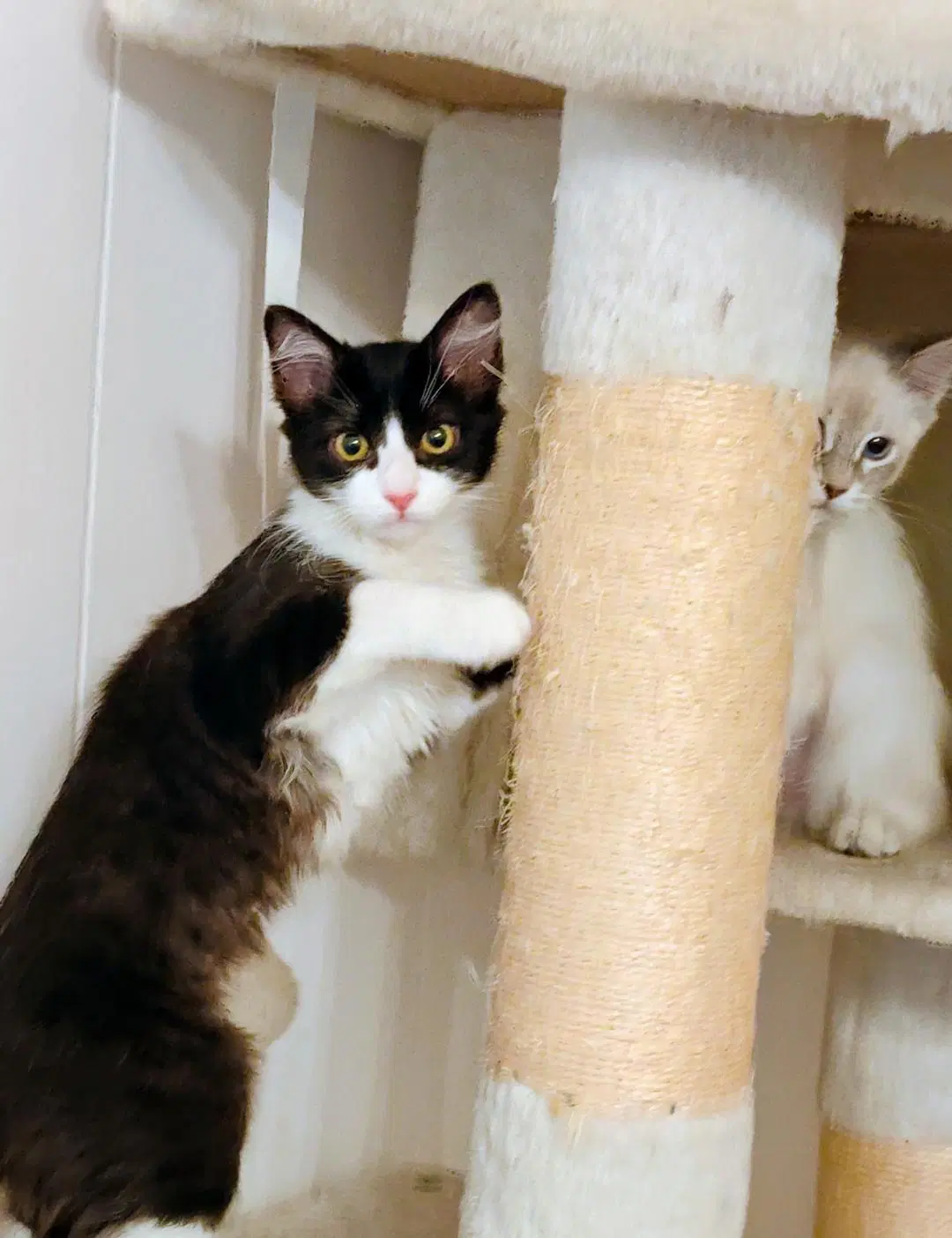 Kiki - Tuxedo
