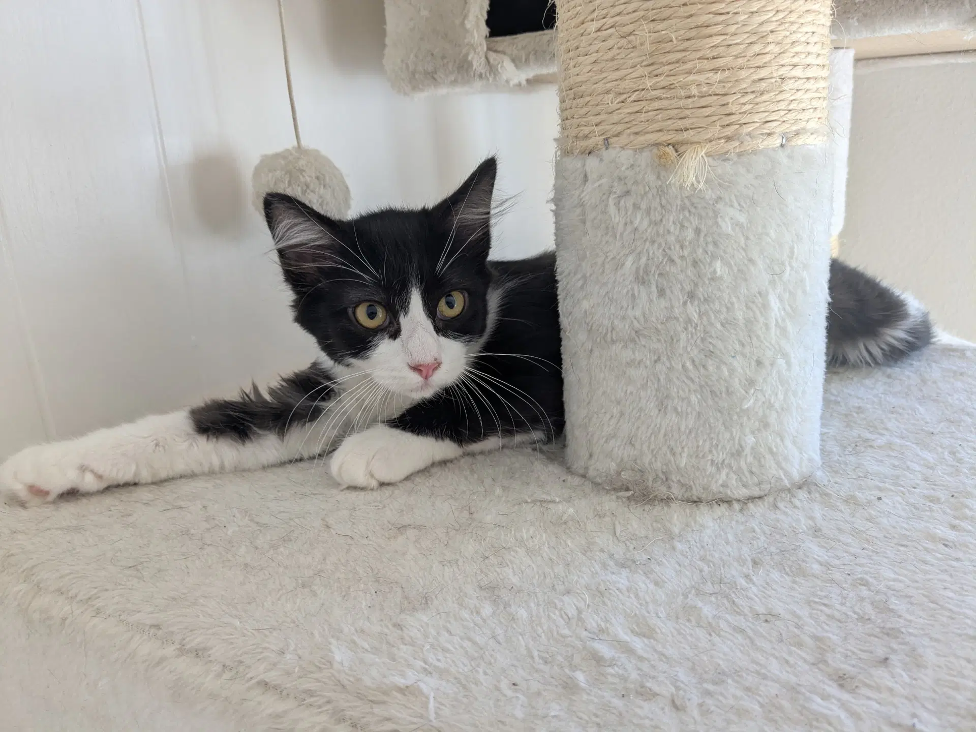 Kiki image 2