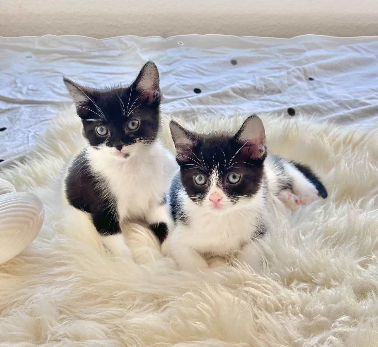 Minnie - Domestic Short Hair