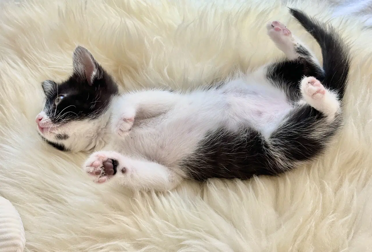 Minnie image 2