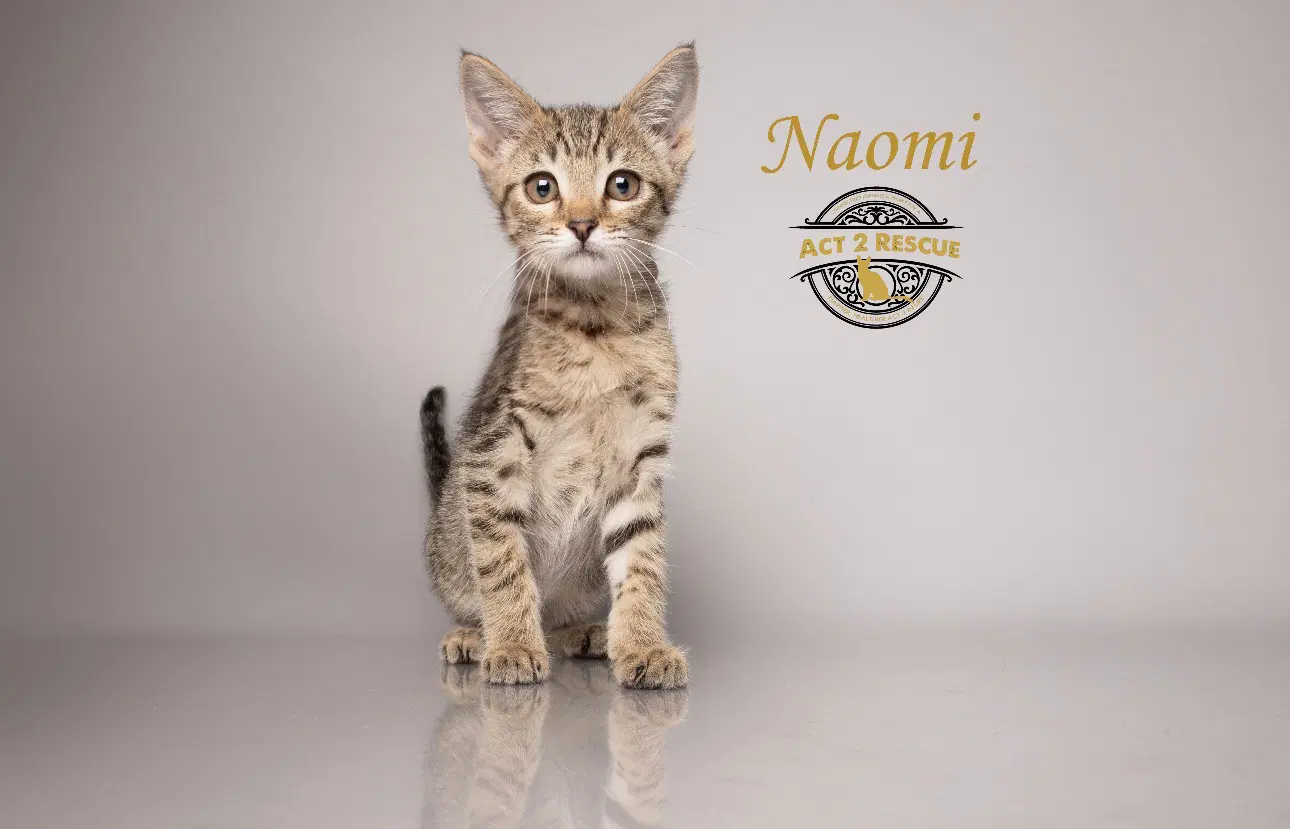 Naomi - Domestic Short Hair