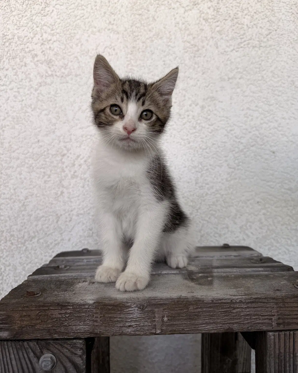 Aden - Domestic Short Hair