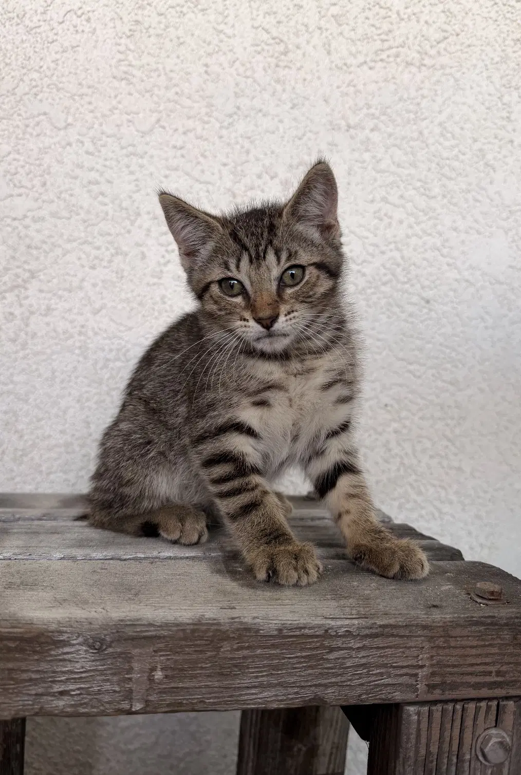 Sophie - Domestic Short Hair