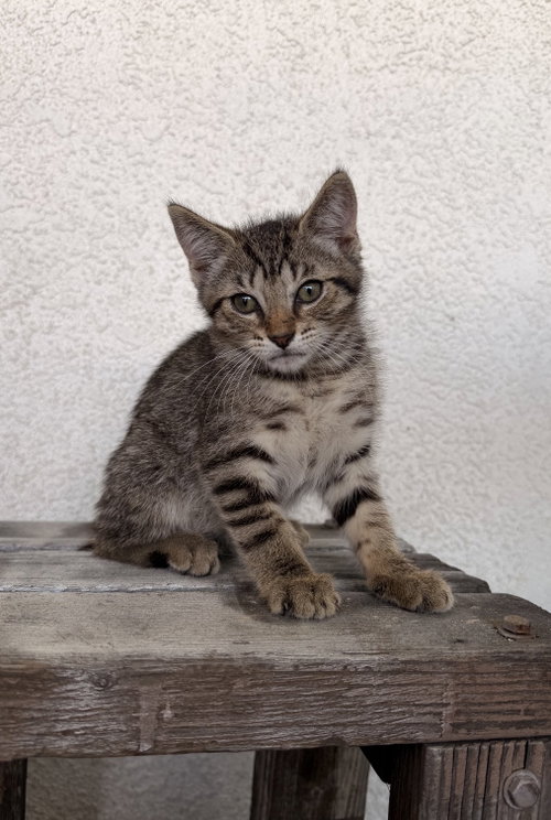 picture of the cat needing adoption