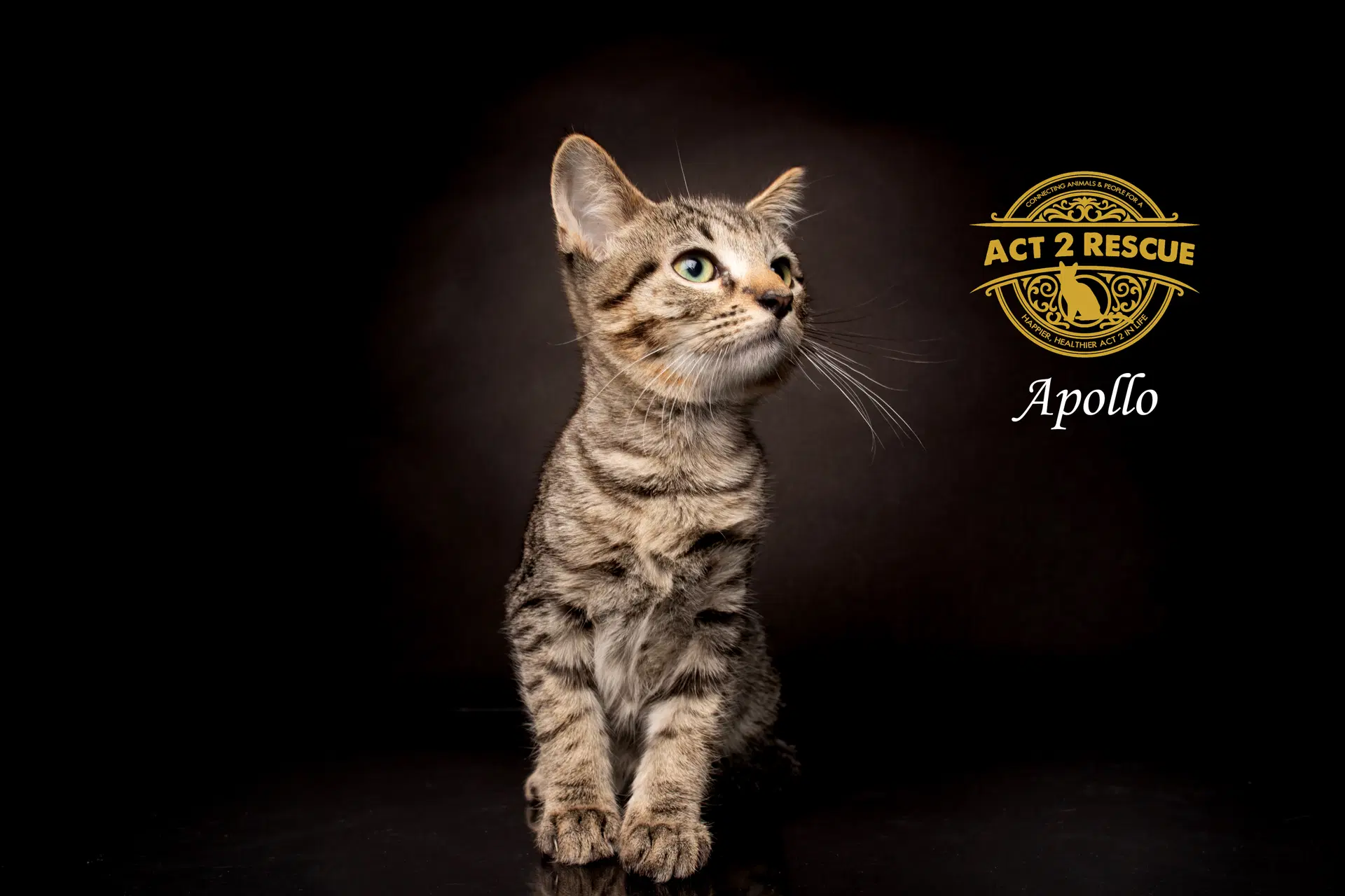 Apollo - Domestic Short Hair