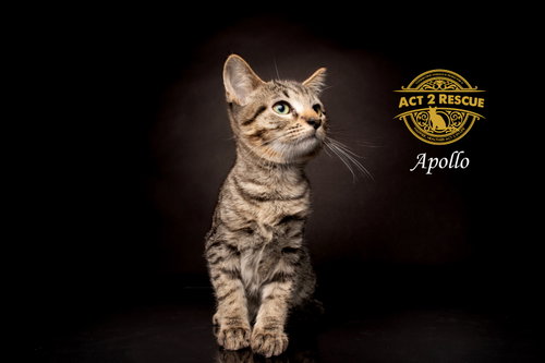 Apollo 3, a cat for adoption from Act 2 Rescue