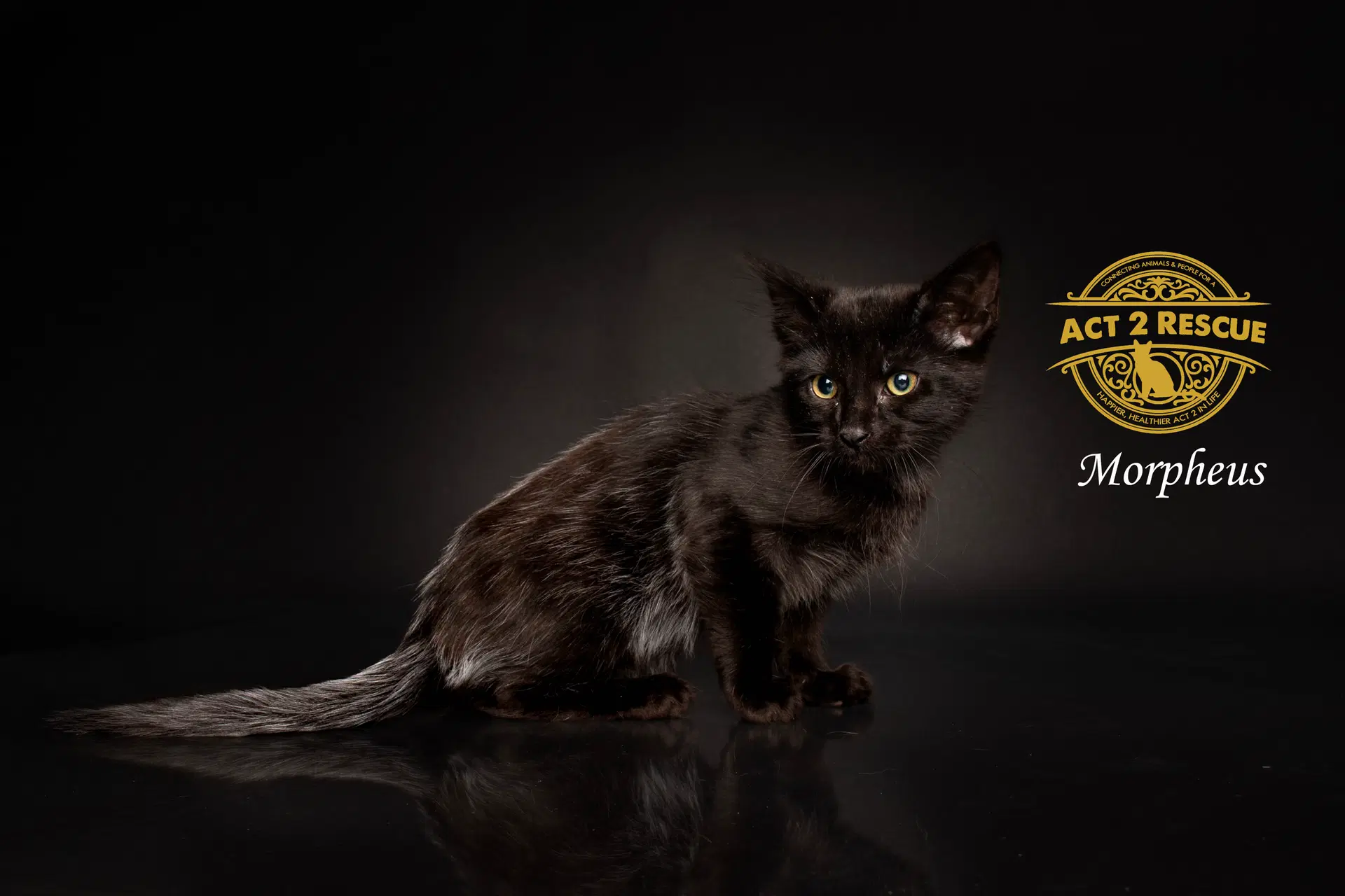 Morpheus - Domestic Medium Hair