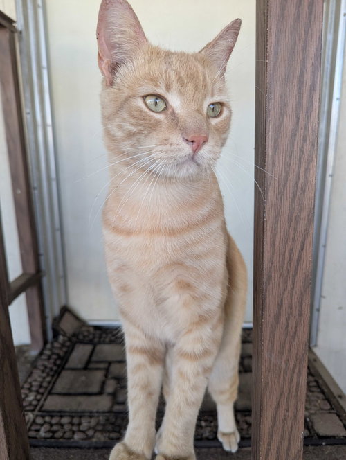 picture of the cat needing adoption