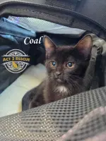 Coal - Domestic Short Hair