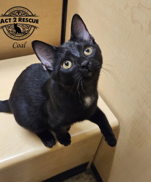 Coal, a cat for adoption from Act 2 Rescue