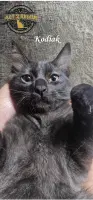 Kodiak - Domestic Medium Hair