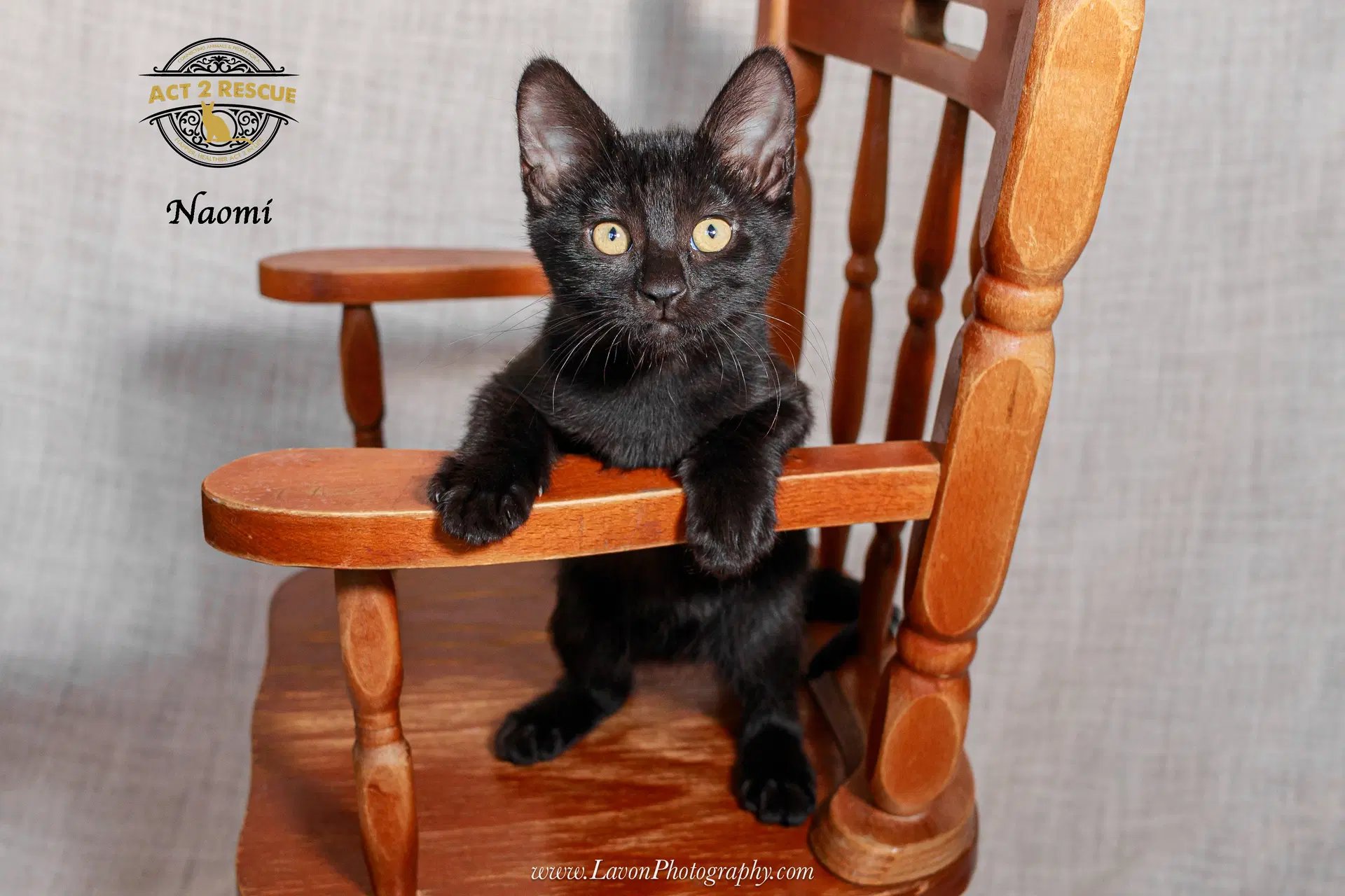 Naomi - Domestic Short Hair