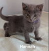 Hannah