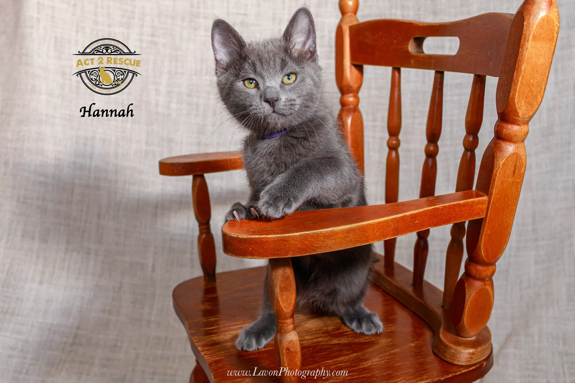 Hannah - Russian Blue
