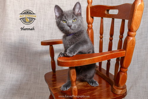 Hannah, a cat for adoption from Act 2 Rescue