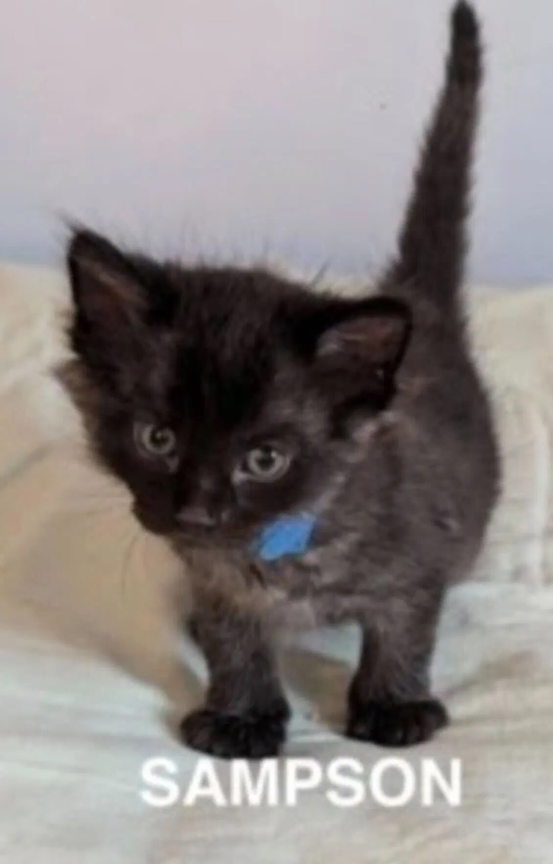 Sampson image 3