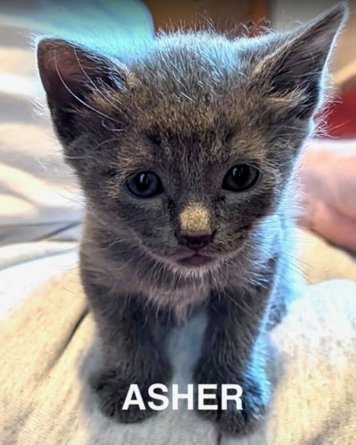 Photo 6 of Asher 3