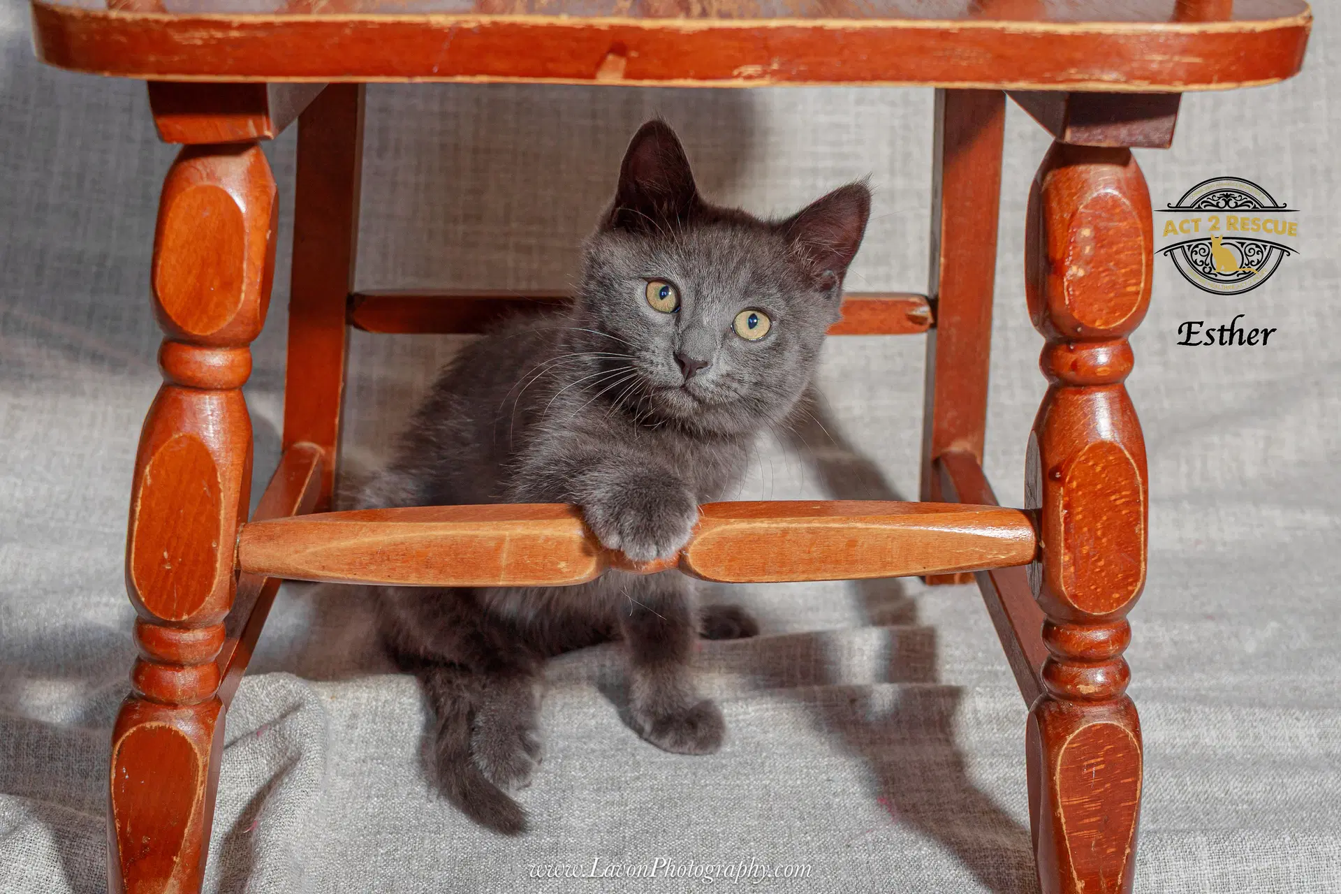 Esther - Russian Blue