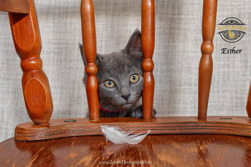 Photo 4 of Esther
