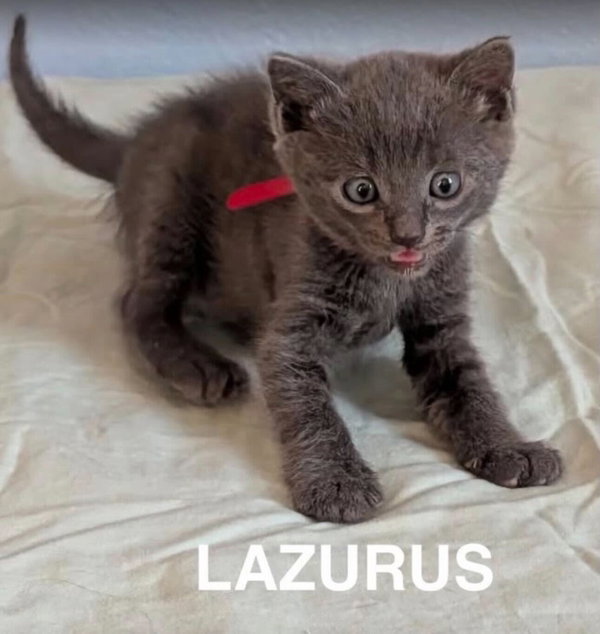 Lazarus 2