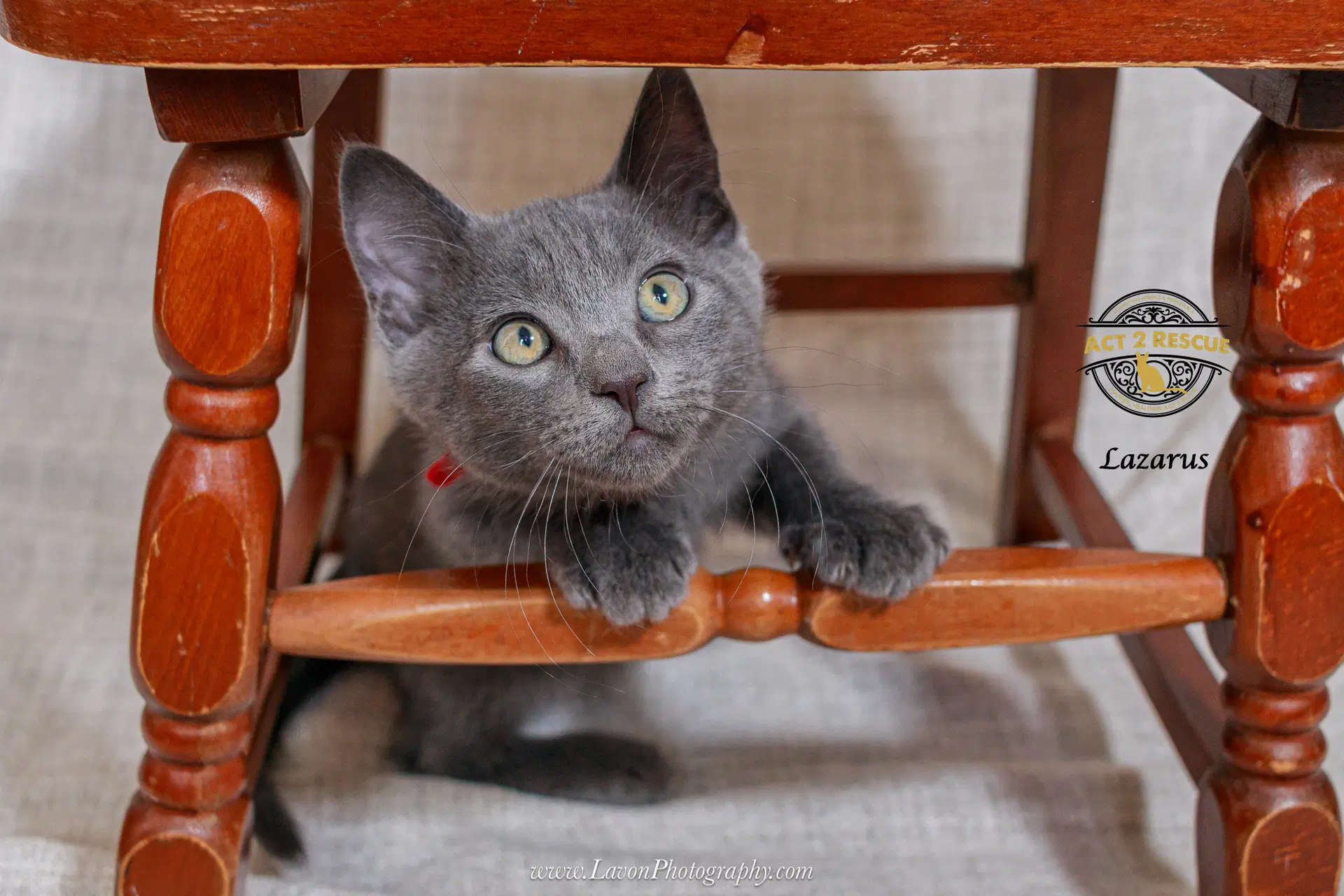Lazarus - Russian Blue