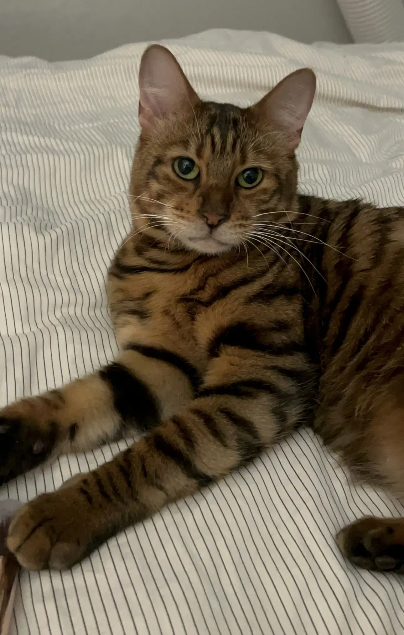 Princess Rahja - Toyger