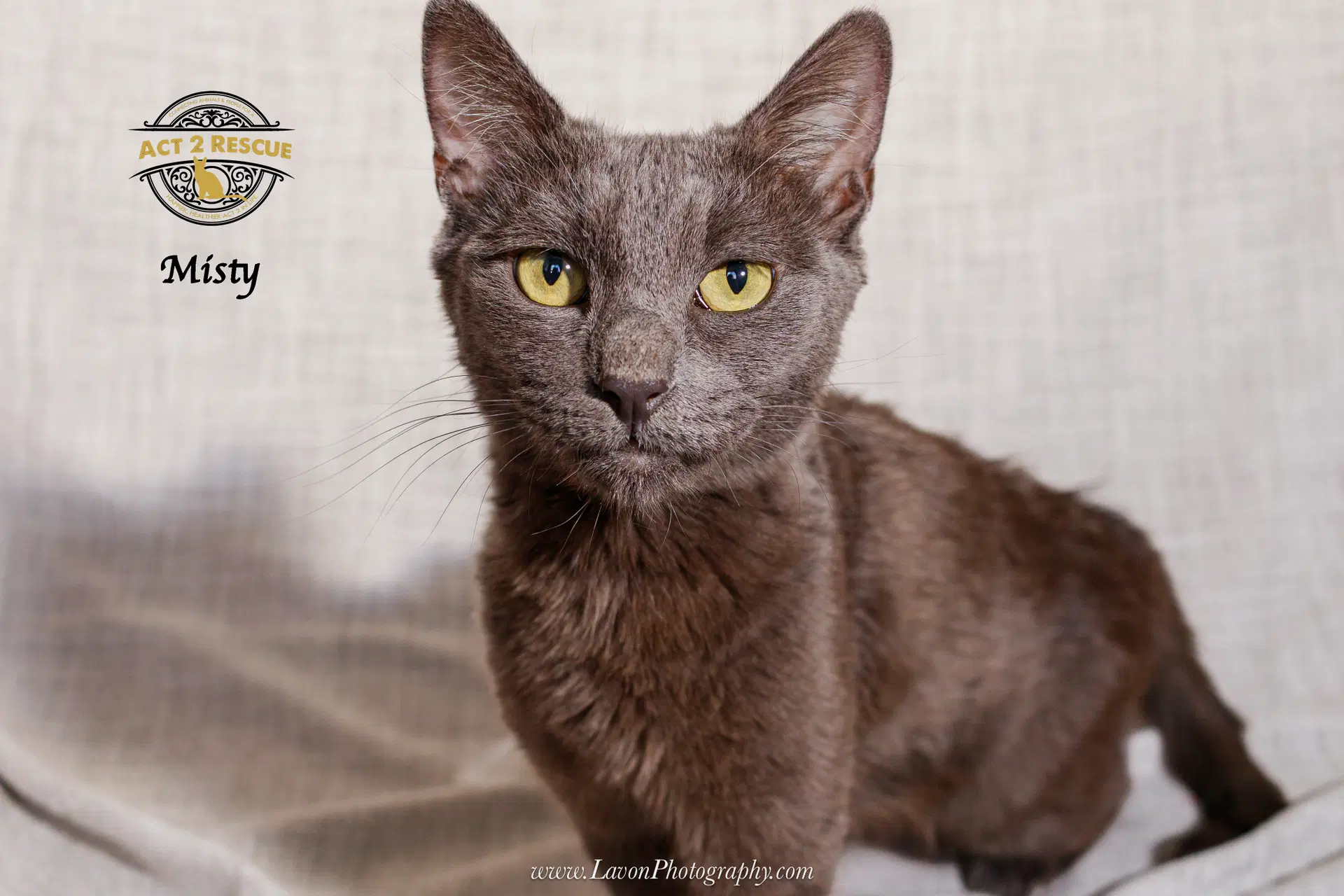 Misty - Russian Blue