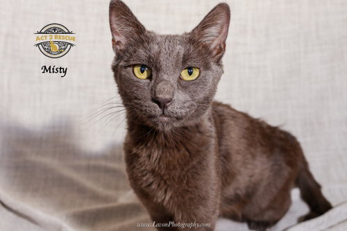 Misty 3, a cat for adoption from Act 2 Rescue