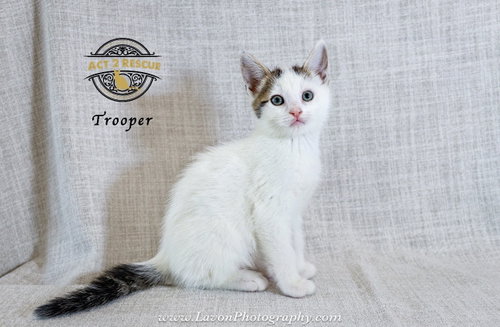 TROOPER - Domestic Short Hair available for adoption