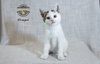 Trooper - Photo 2