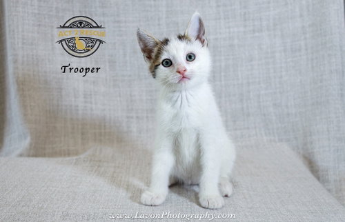 TROOPER - Domestic Short Hair available for adoption