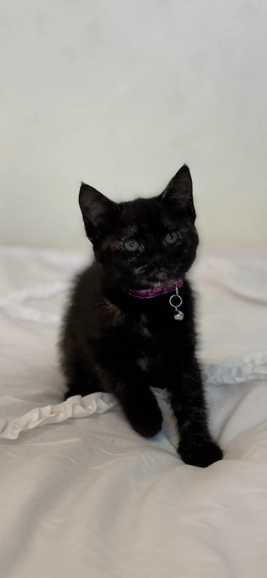 Nyx - Domestic Short Hair