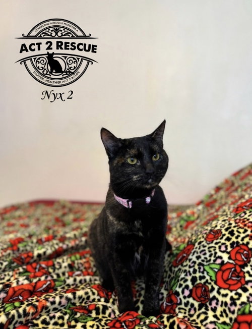 picture of the cat needing adoption