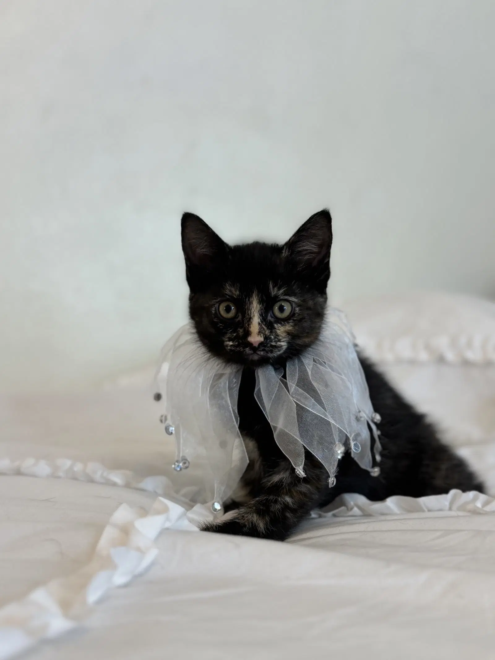 Sable - Domestic Short Hair