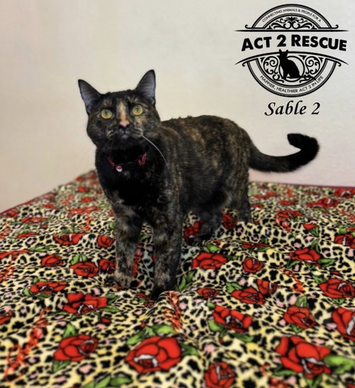 picture of the cat needing adoption