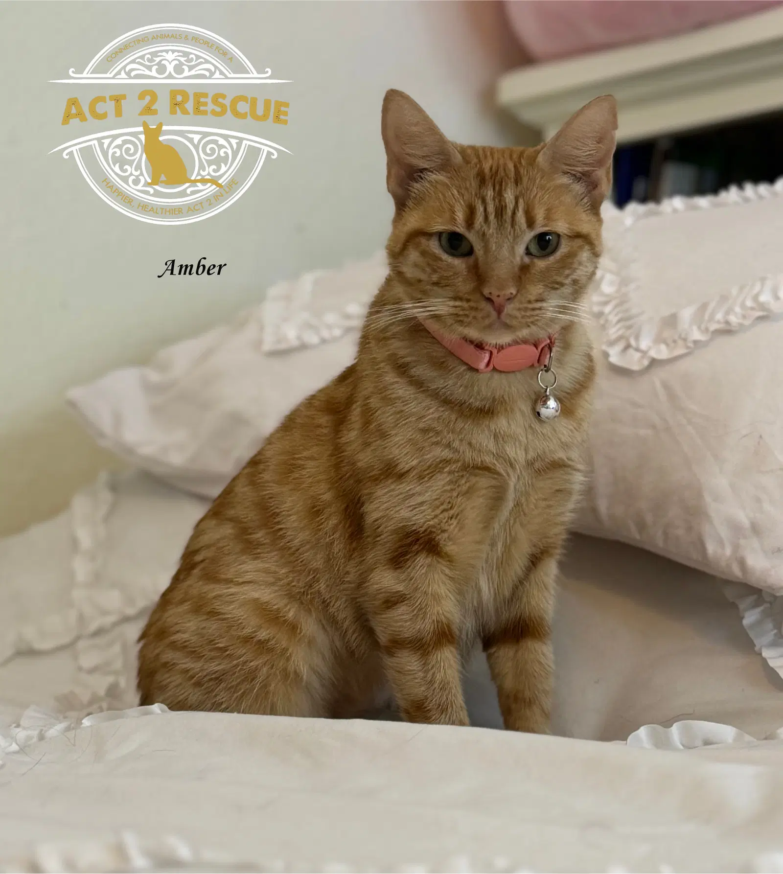 Amber - Domestic Short Hair