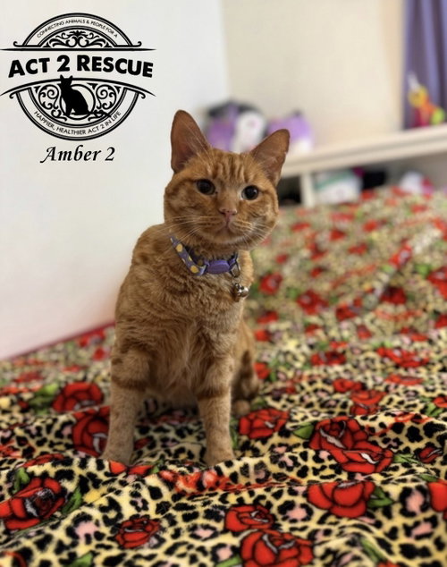 picture of the cat needing adoption