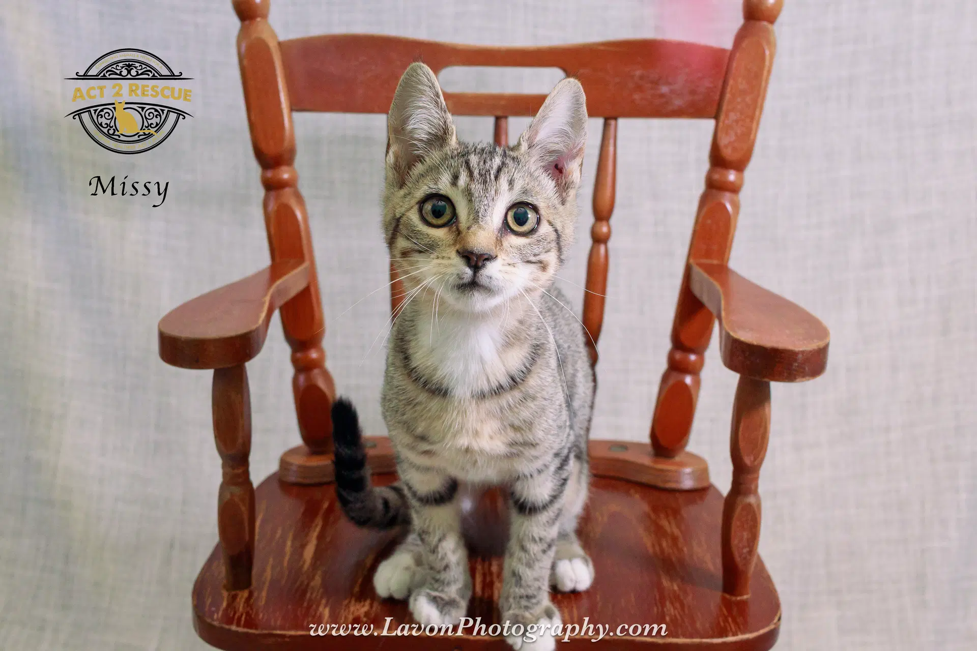Missy - Domestic Short Hair