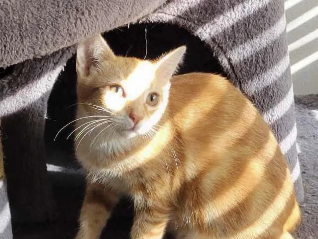 Miki - Domestic Short Hair