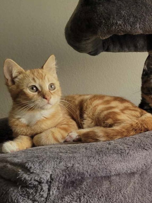 picture of the cat needing adoption
