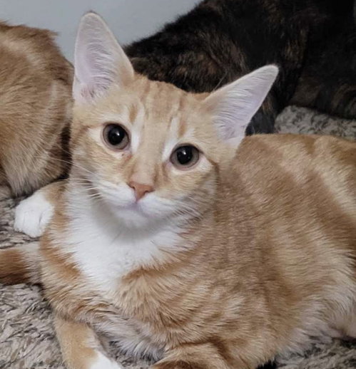 REN 2 - Domestic Short Hair available for adoption