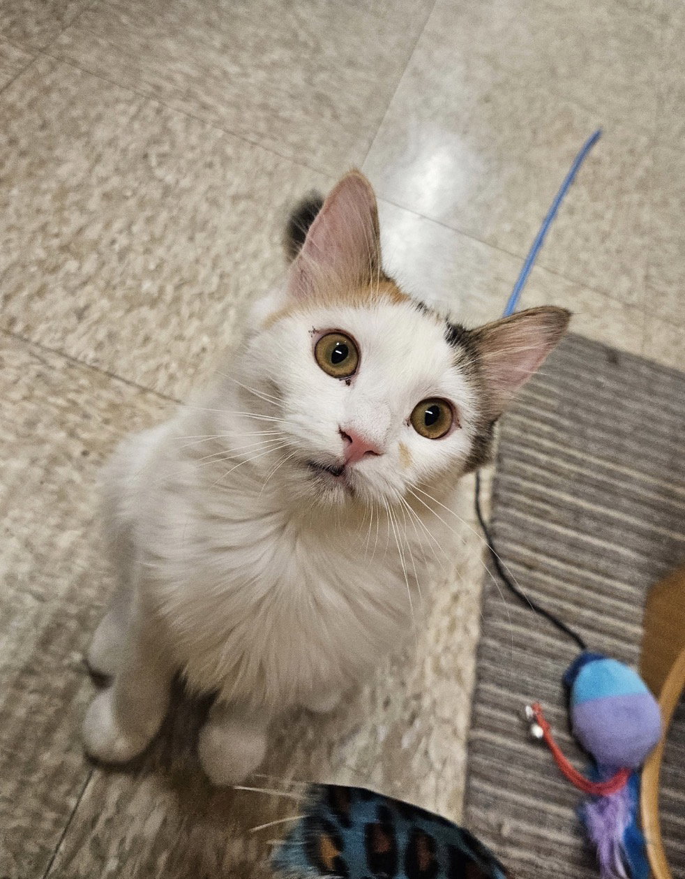 Trixie 2, Domestic Medium Hair