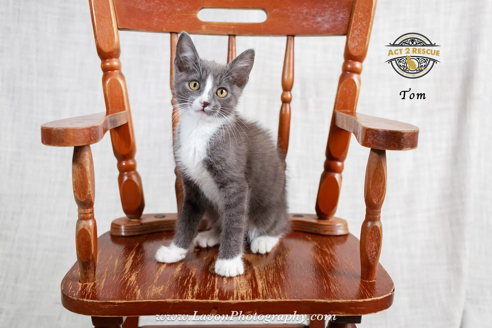 Tom - Domestic Short Hair