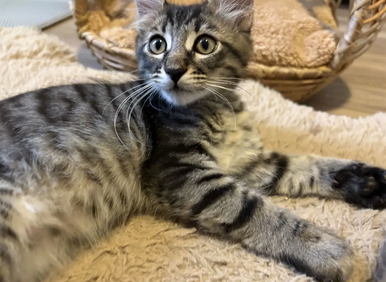 Toasty - Domestic Short Hair