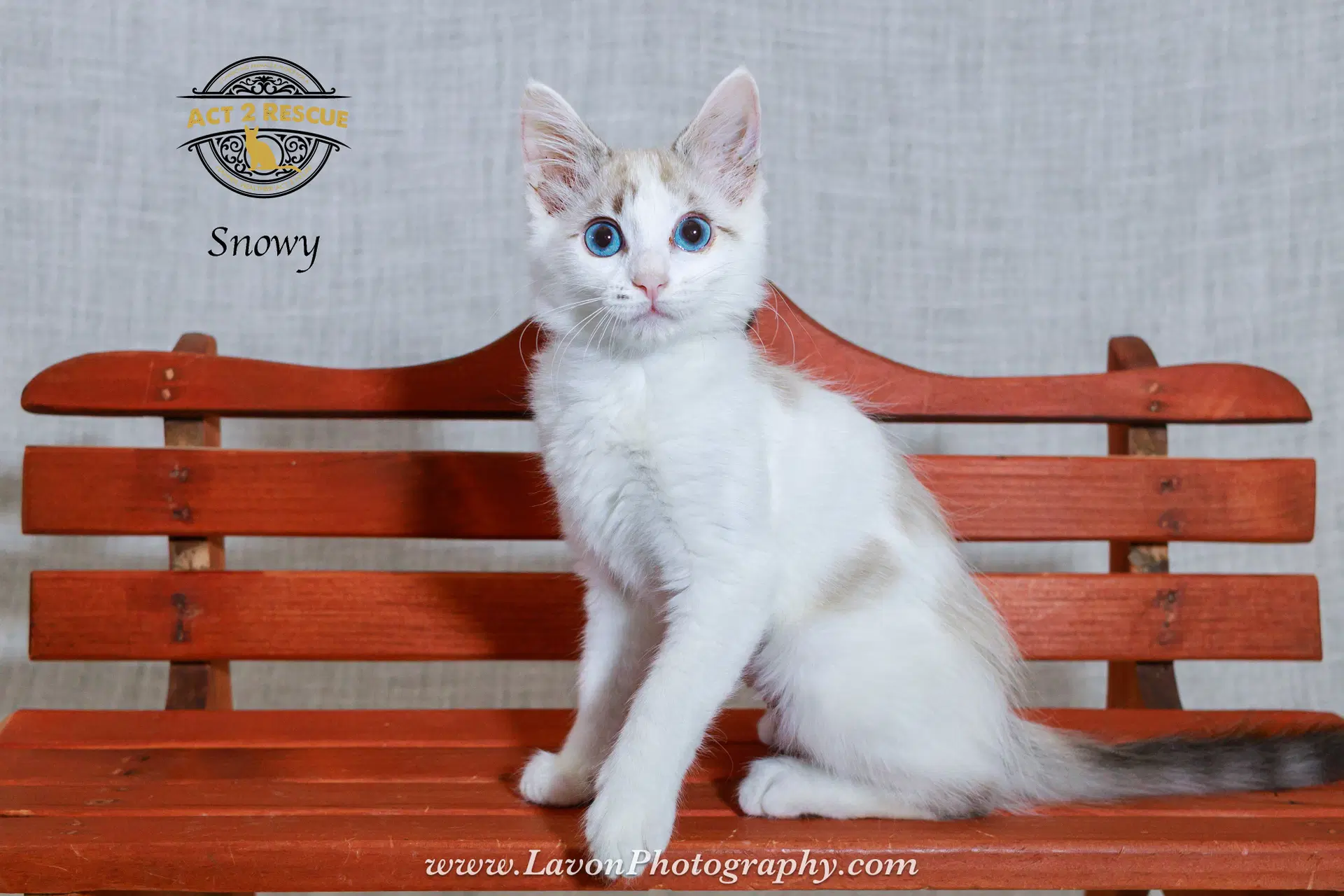 Snowy - Siamese
