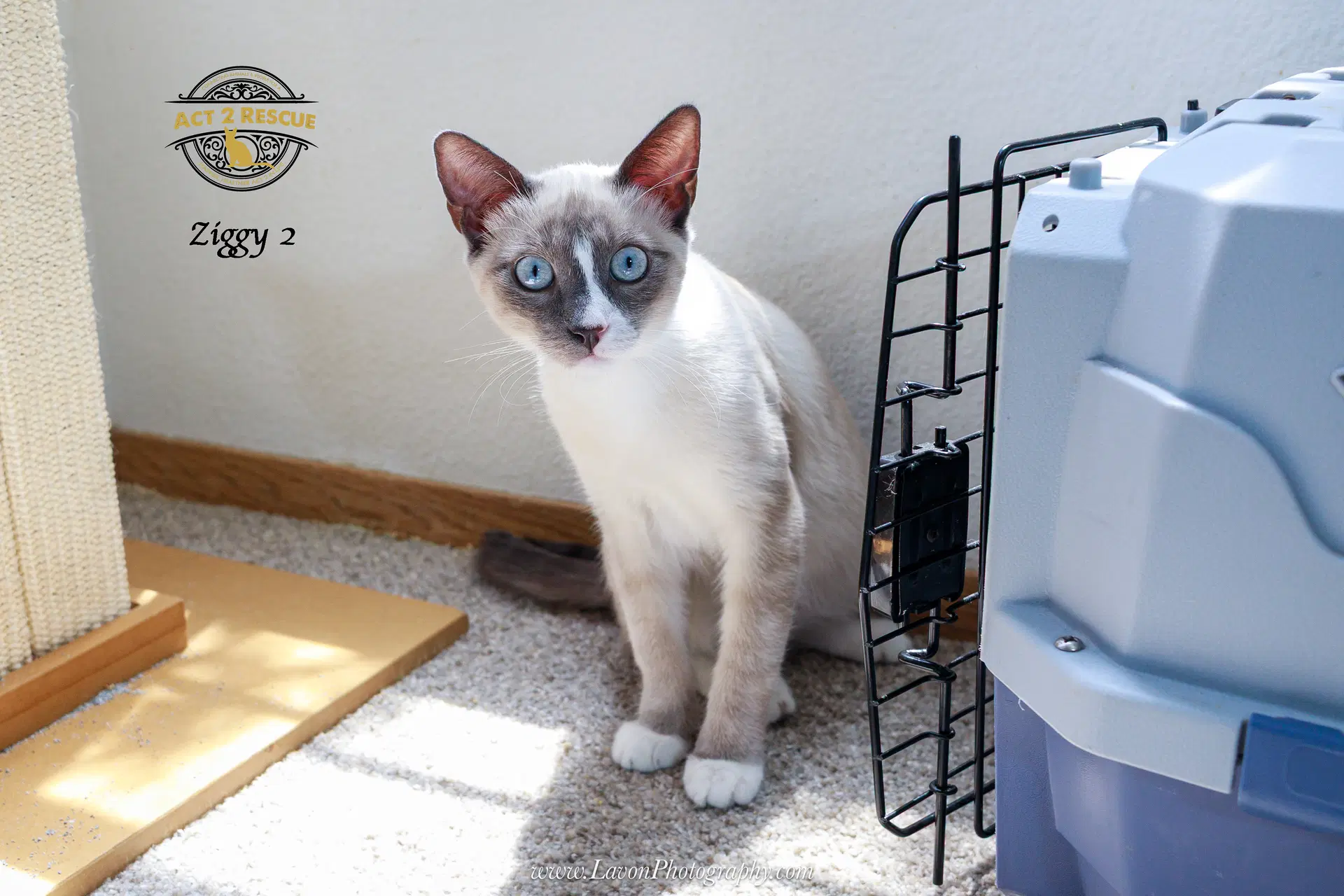 Ziggy - Siamese Snowshoe