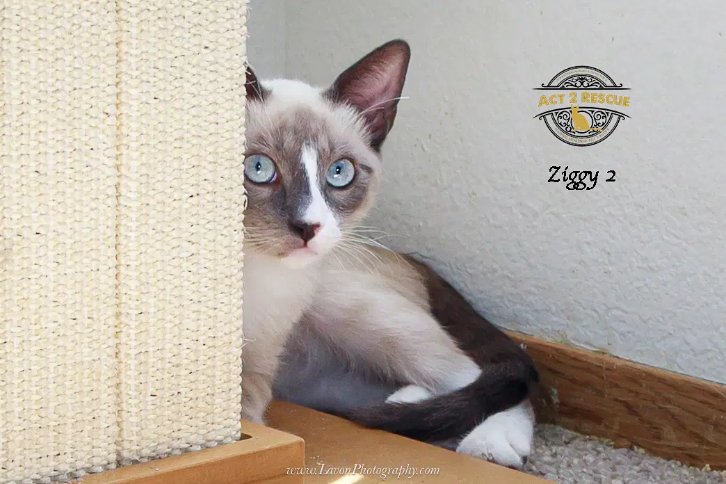 Ziggy image 2